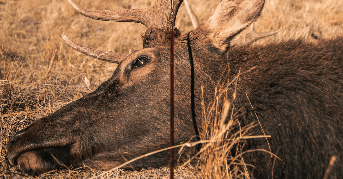 Elk-Hunting-Guide-5
