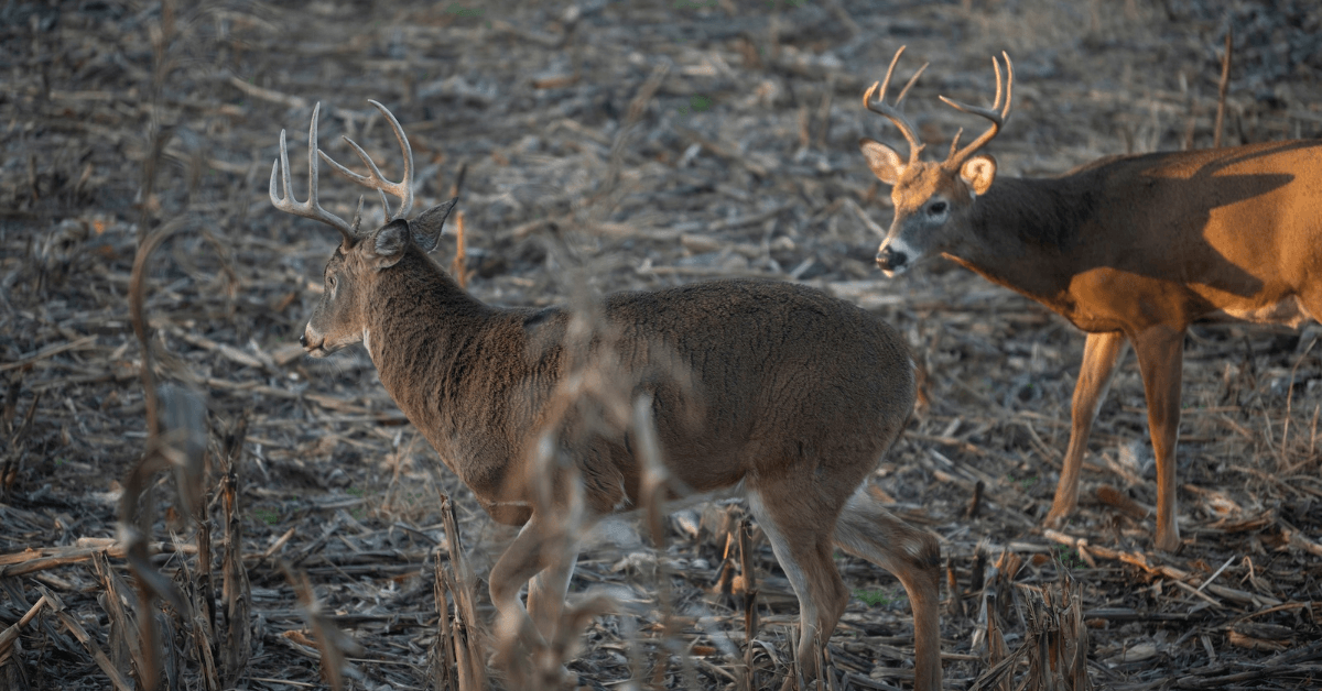 Evening Hunts_ Take Advantage of Whitetail Deer Feeding Patterns-3