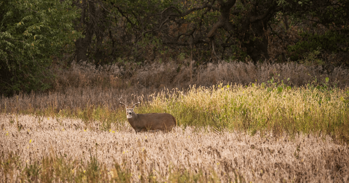 Evening Hunts_ Take Advantage of Whitetail Deer Feeding Patterns-4