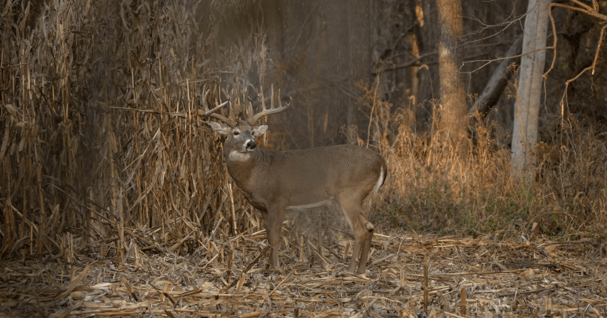 Guide to Understanding Deer Bedding Behavior-3