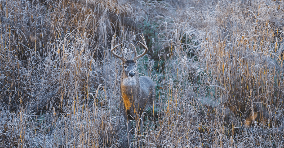 Guide to Understanding Deer Bedding Behavior-5