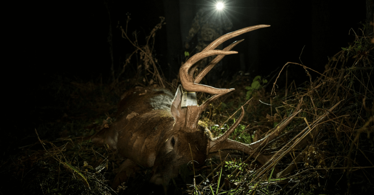 Guide to Understanding Deer Bedding Behavior-7