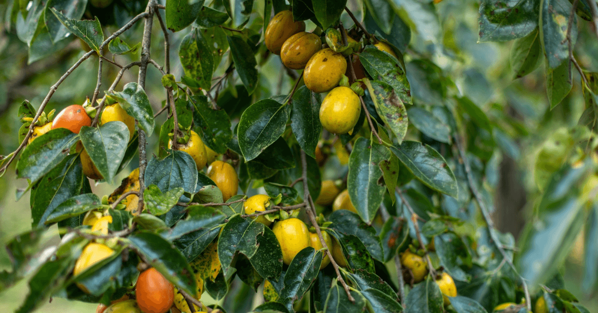 Maximizing Wildlife Food Sources with Strategic Mast Tree Planting-3