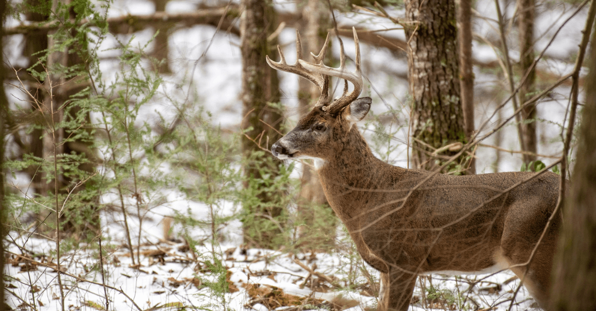 Maximizing Wildlife Food Sources with Strategic Mast Tree Planting-5