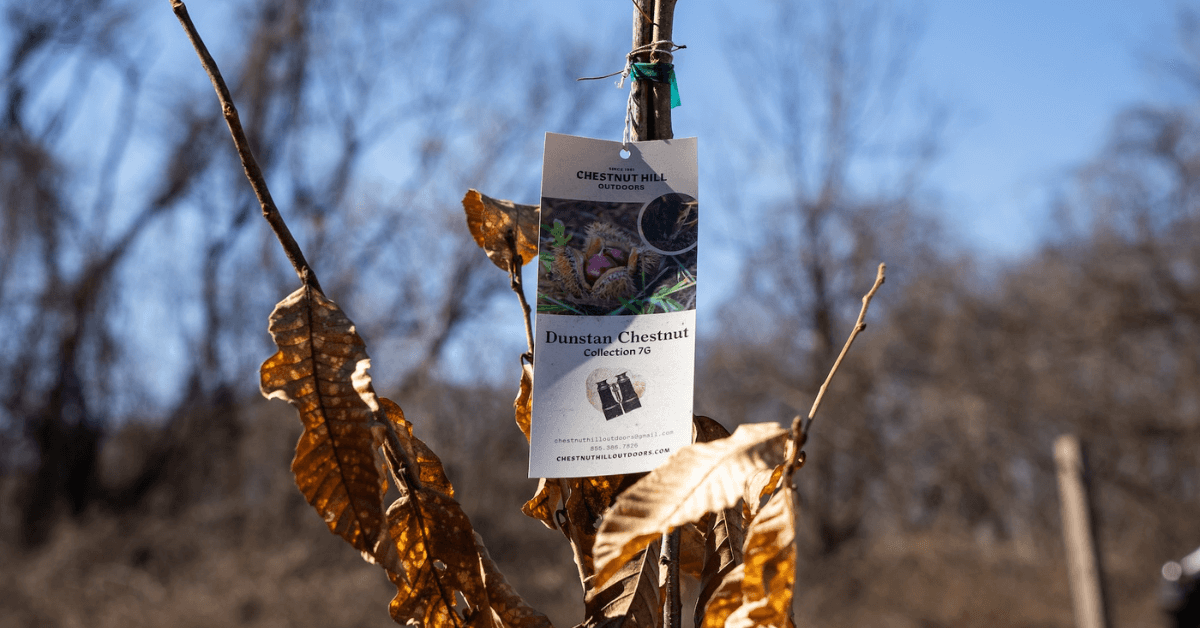 Maximizing Wildlife Food Sources with Strategic Mast Tree Planting-7