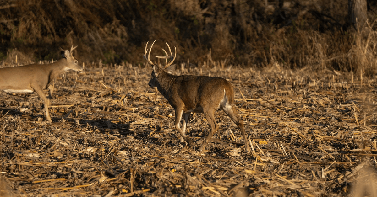 Quartering-away is the perfect shot opportunity for bowhunters.