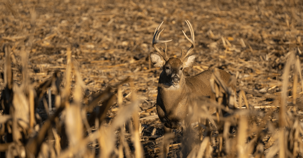Where-to-Shoot-Deer-3