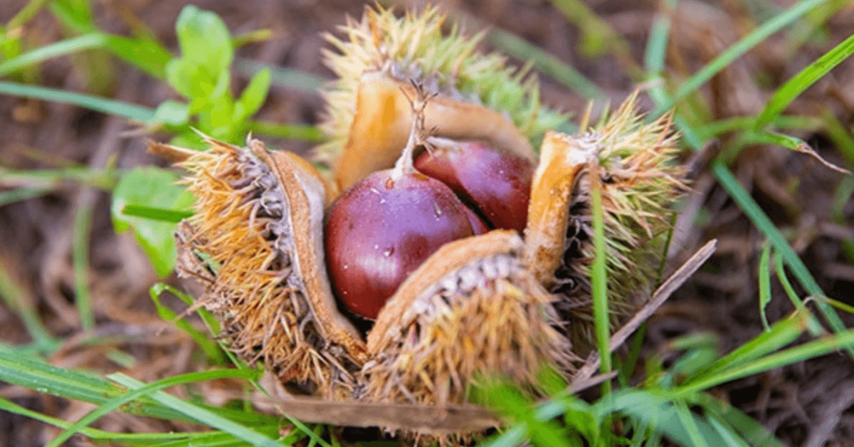 Wild Life Combination Plant Package