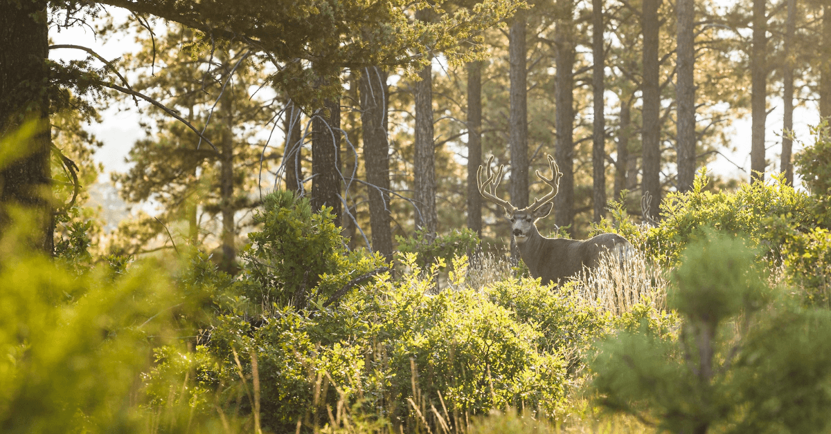 Featured Image for Insider Tips for a Successful Wyoming Mule Deer Hunt