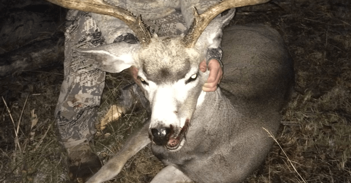 Wyoming-Mule-Deer-6