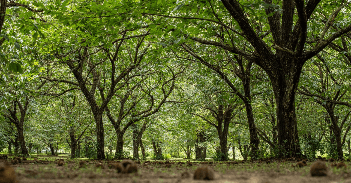 what does a chestnut grove look like